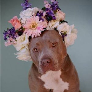 Meet your Posher, Patty